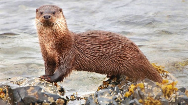 Выдра Кавказская морская