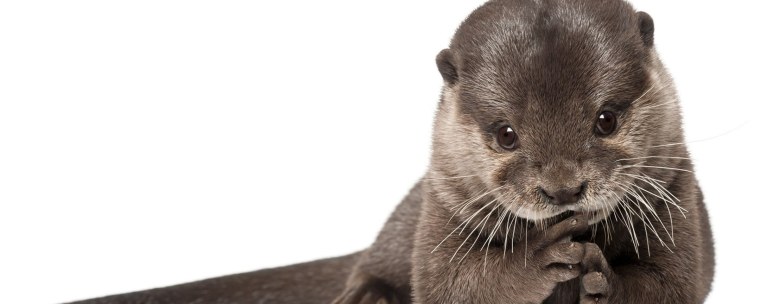 Хорек референс