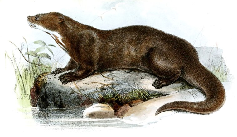 Выдра с детьми