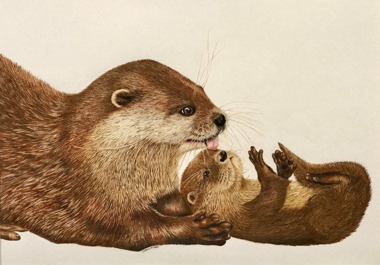 Изображение выдры