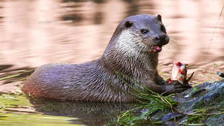 Калан, или морская выдра