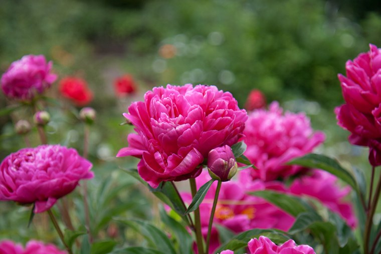 Чилийские пионы