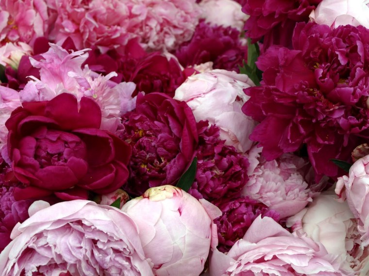 Пиони Пинк (Peony Pink)