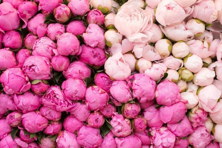 Пион розовидный