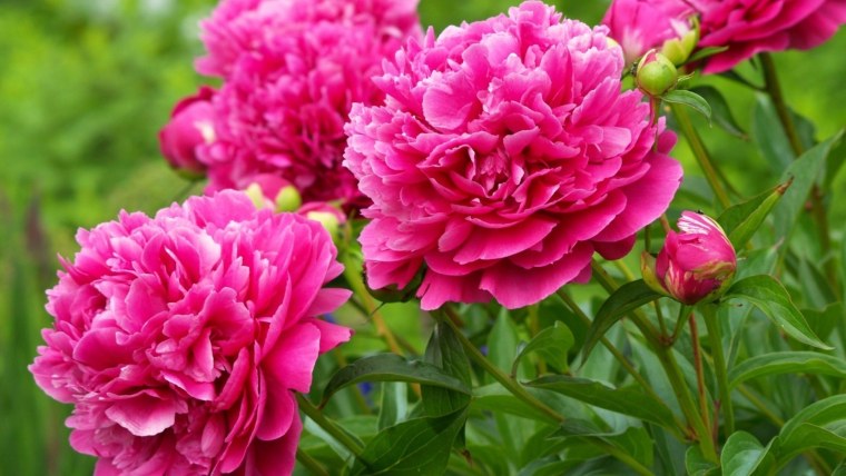 Пион (ботан.)