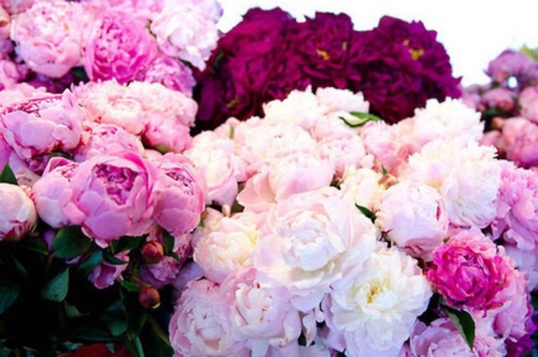 Пион лиловая фантазия