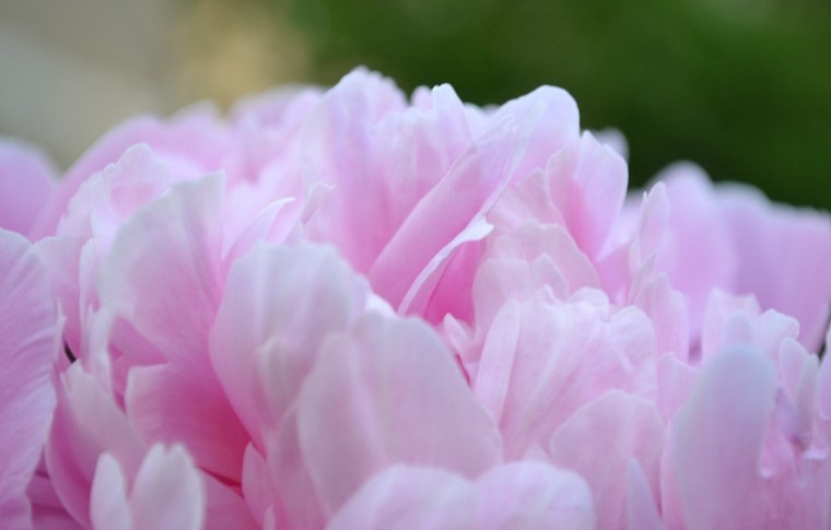 Нежные пионы