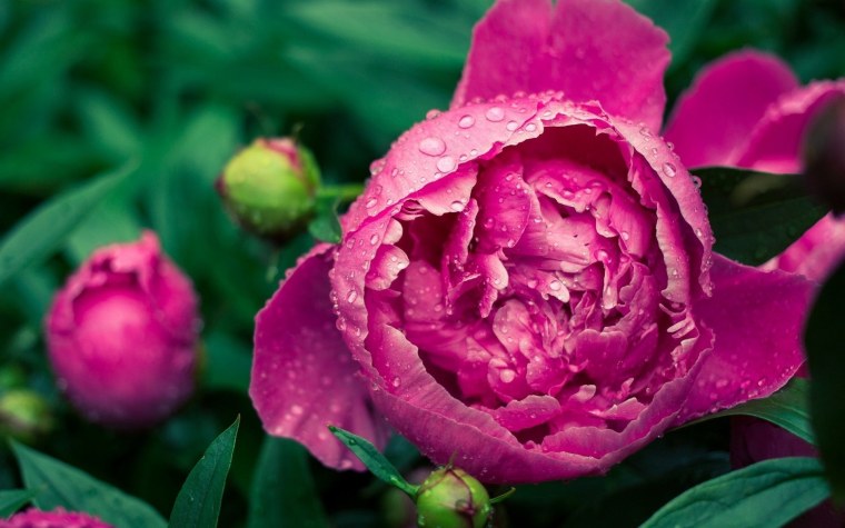 Букет с пионами