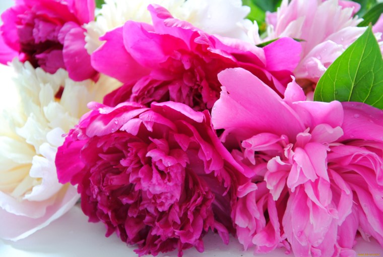 Пионовидная роза Peony Pink