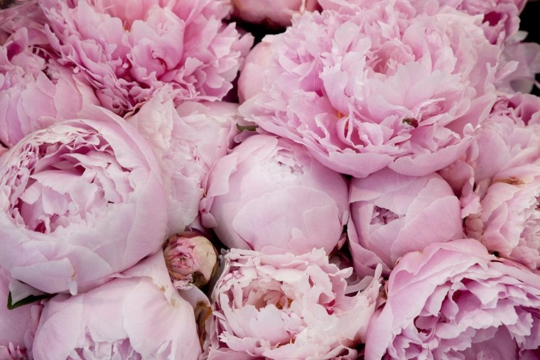 Чилийские пионы