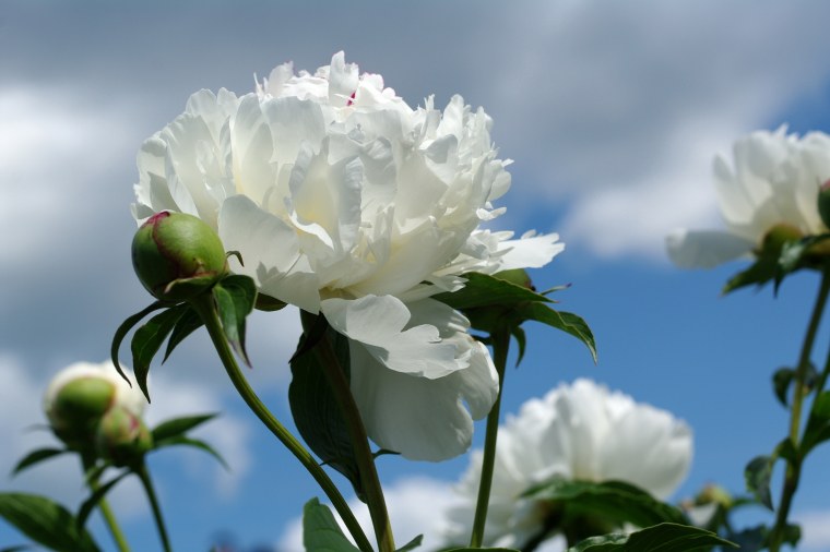 Пион Камелия Уайт