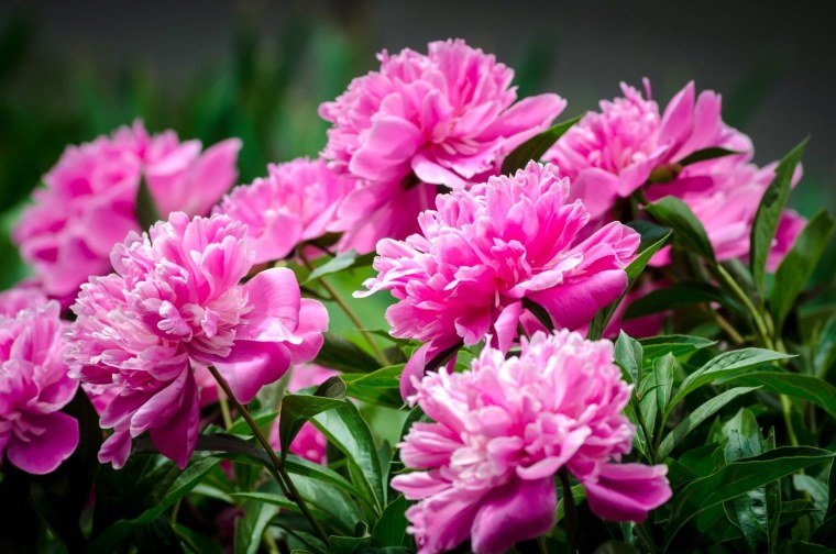 Пиони Пинк (Peony Pink)