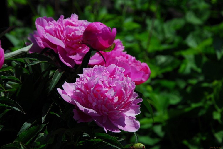 Paeonia veitchii