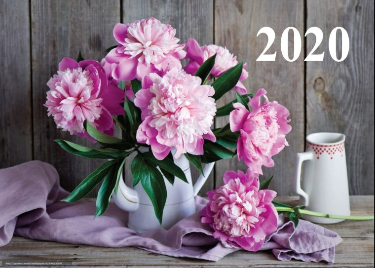 Пион Jean Erickson