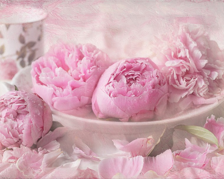 Нежные пионы на рабочий стол