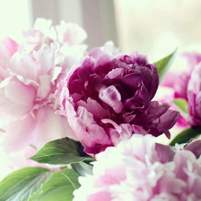 Картинки на рабочий стол пионы на весь экран