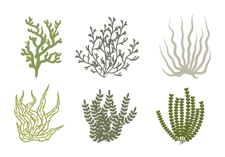 Водоросли фукус вектор