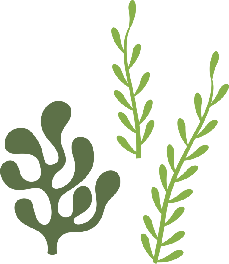 Водоросли картинки