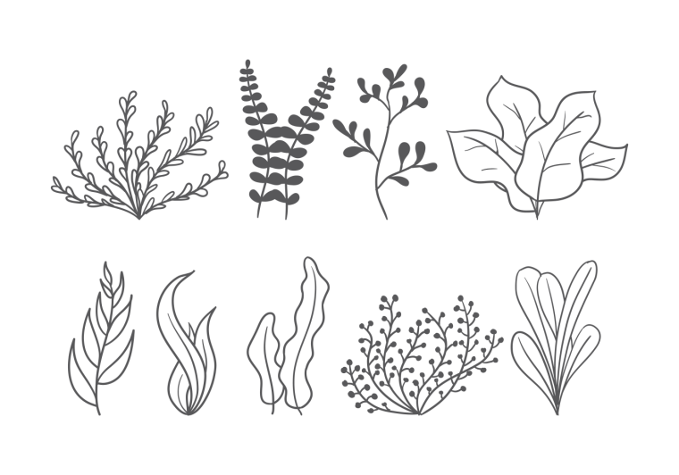 Водоросли гравюра