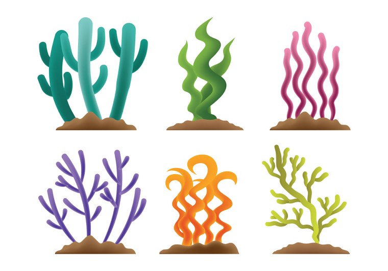 Водоросли рисунок без фона