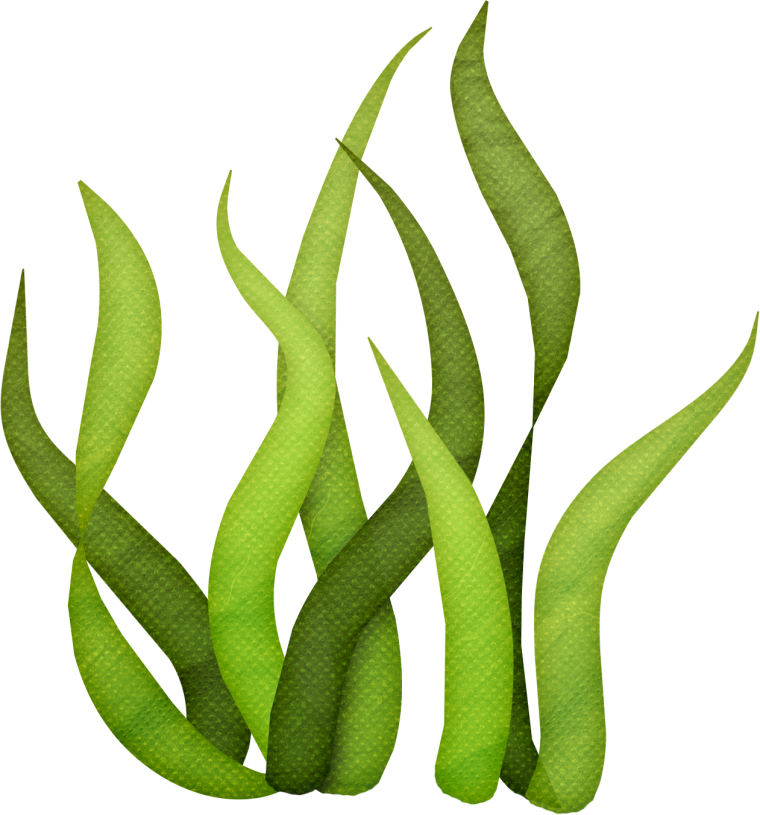 Водоросли для детей