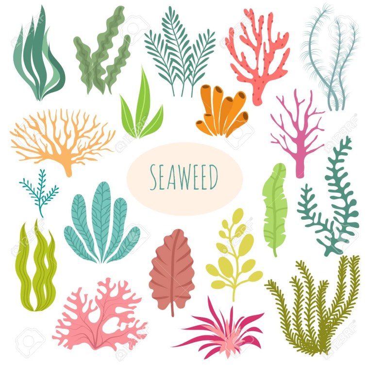 Водоросли контур