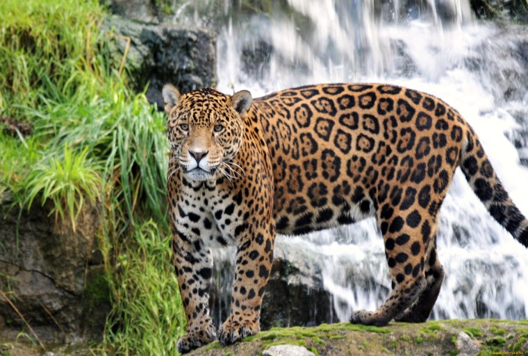 Ягуар Южная Америка