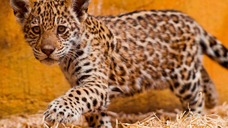 Американский Ягуар