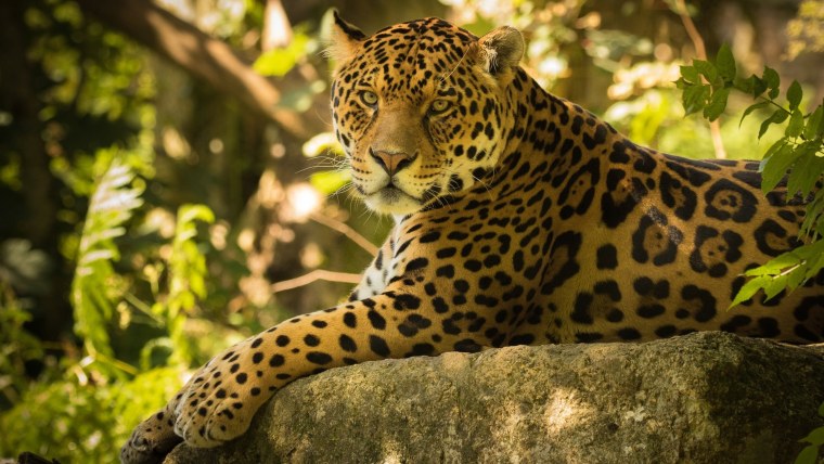 Леопард Оцелот Ягуар