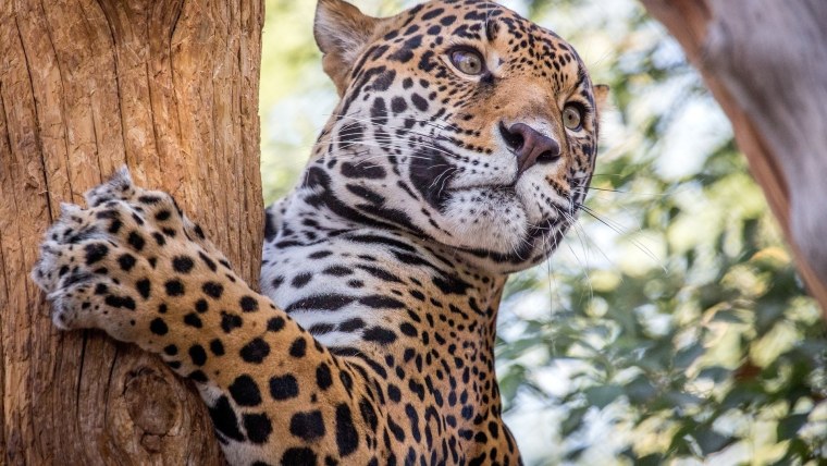 Пятнистый Ягуар