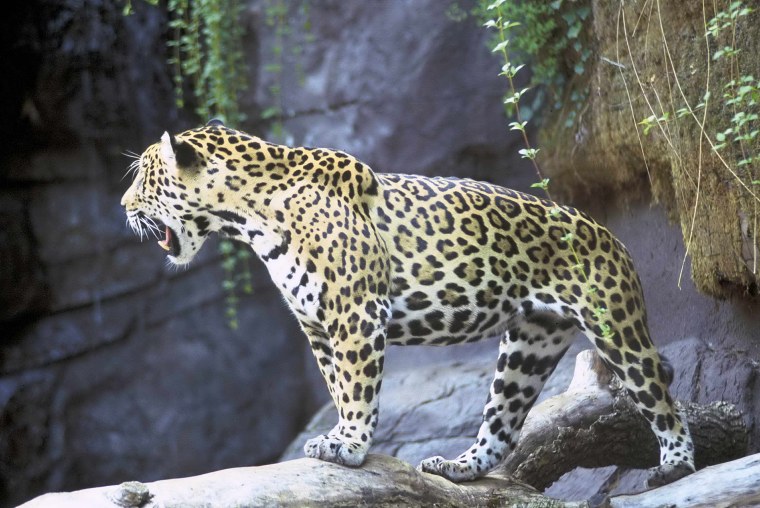 Ягуар Panthera onca