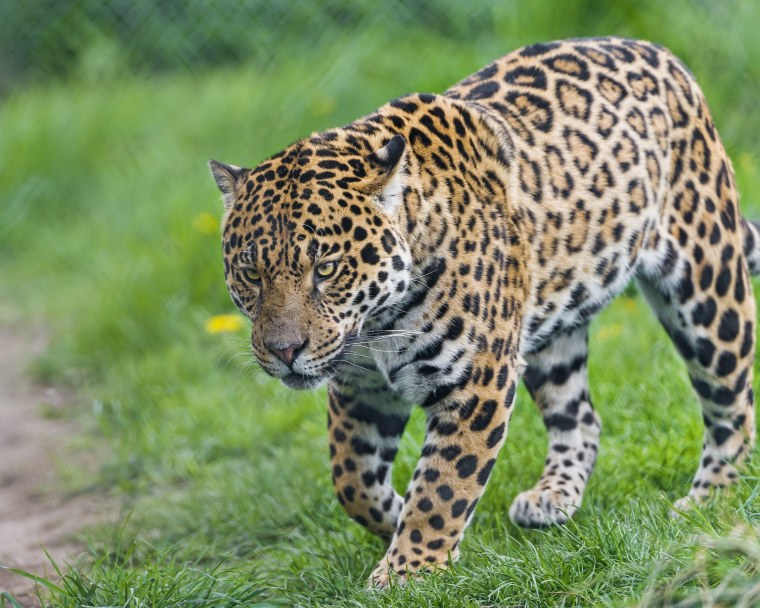 Ягуар Голдмана