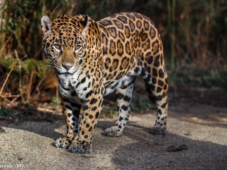 Бразильский Ягуар