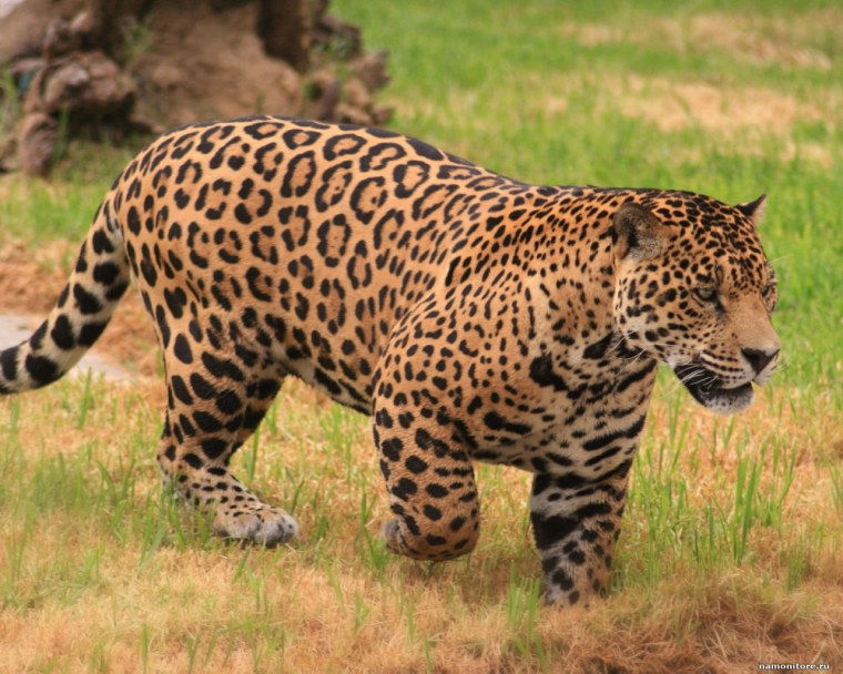 Jaguar xe красный