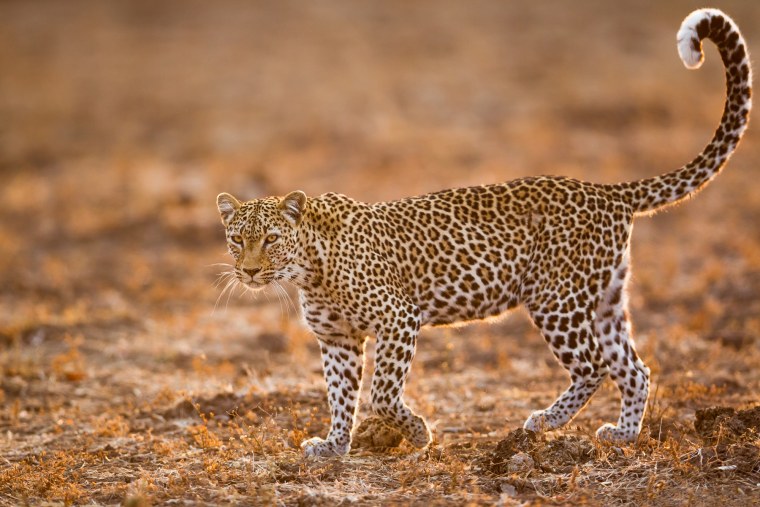 Леопард ббоком