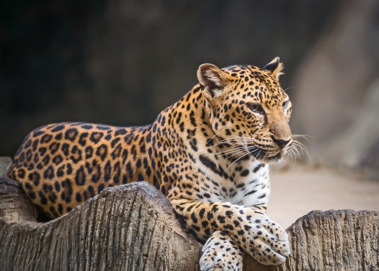 Индокитайский леопард