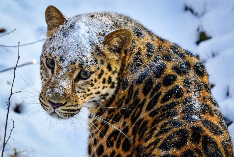 Дальневосточный Амурский леопард