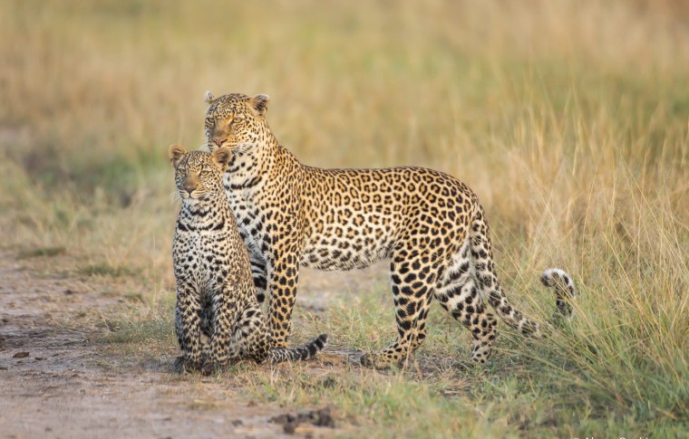 Южноафриканский леопард