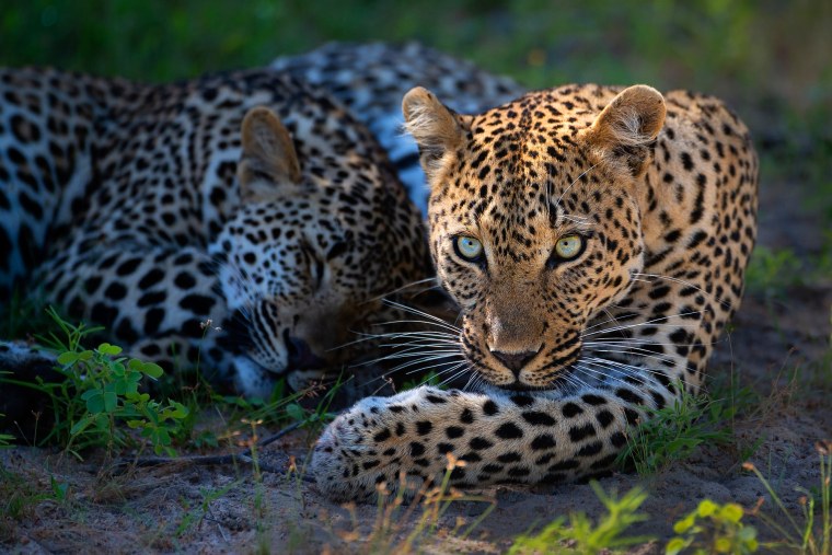 Дальневосточный леопард семья