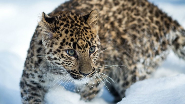 Дальневосточный Амурский леопард