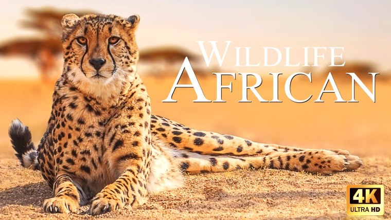 Африканская Саванна гепард