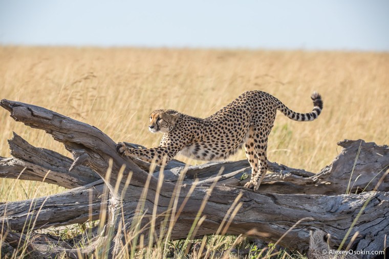 Гепард Алжир