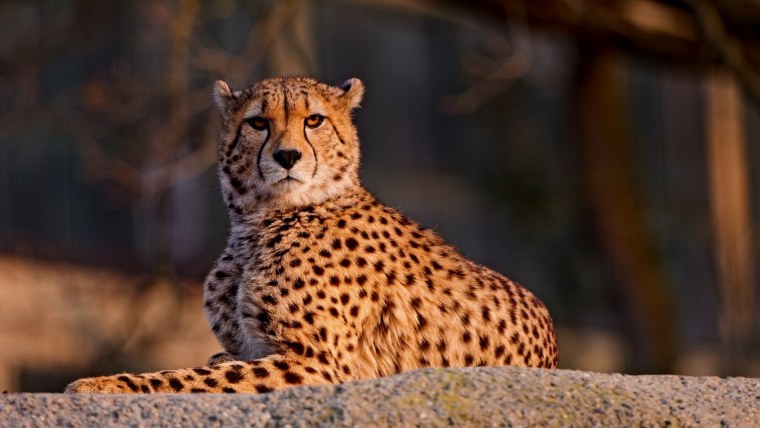 Мальтийский гепард