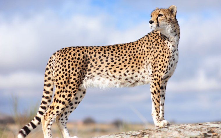 Cheetah (гепард)