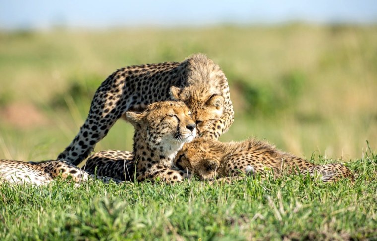 Жизнь гепардов в дикой природе