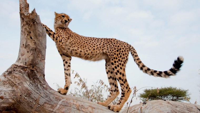 Южноафриканский гепард