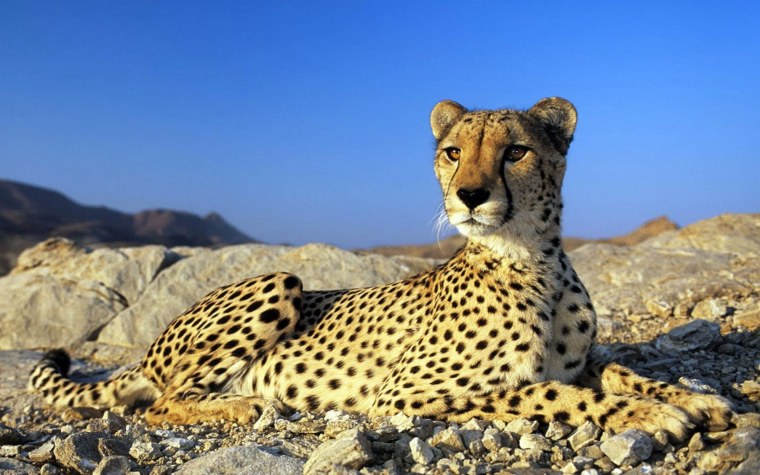 Южноафриканский гепард