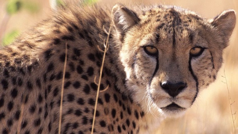 Гепард морда