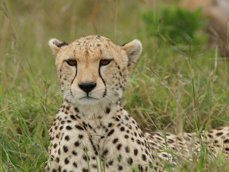 Млекопитающие животные гепард