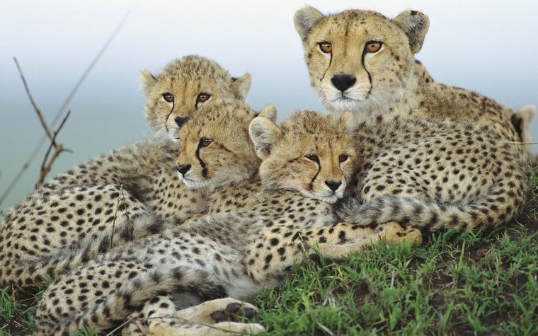 Пума и гепард